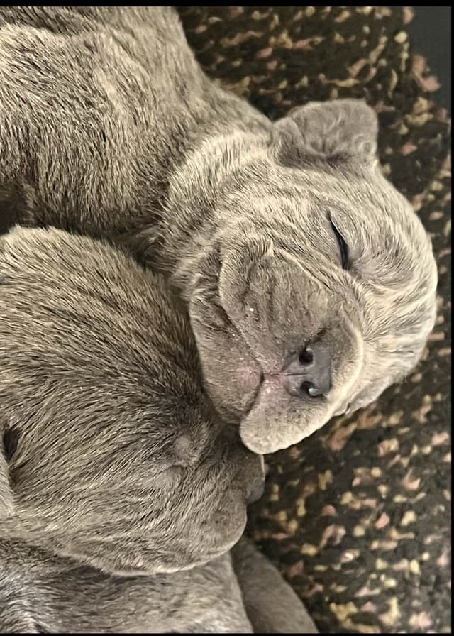 Sire of all time winner in AKC history  Campo’s Petros Zeus media 9
