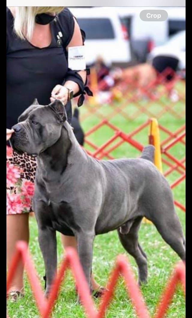 Sire of all time winner in AKC history  Campo’s Petros Zeus media 12