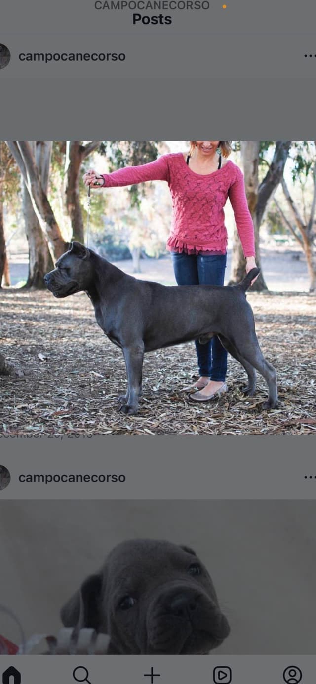 Sire of all time winner in AKC history  Campo’s Petros Zeus media 15