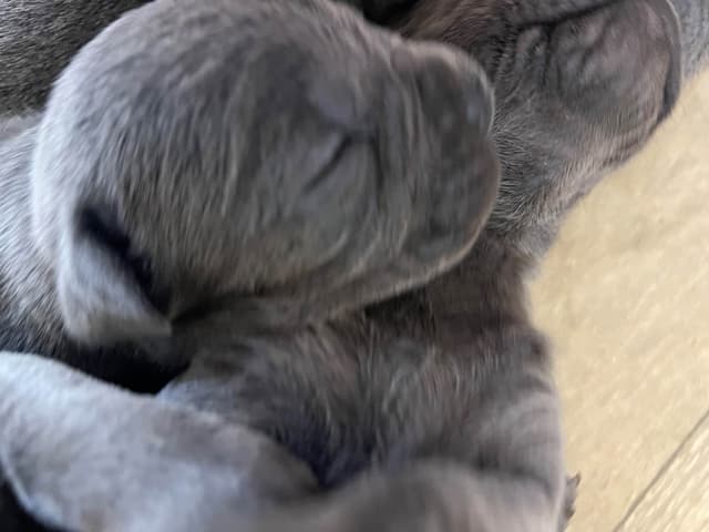 Sire of all time winner in AKC history  Campo’s Petros Zeus media 16