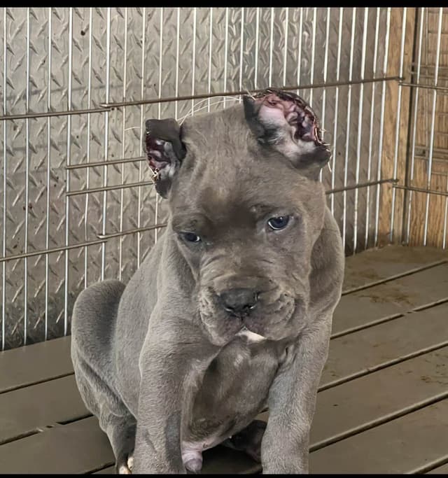 Sire of all time winner in AKC history  Campo’s Petros Zeus media 20