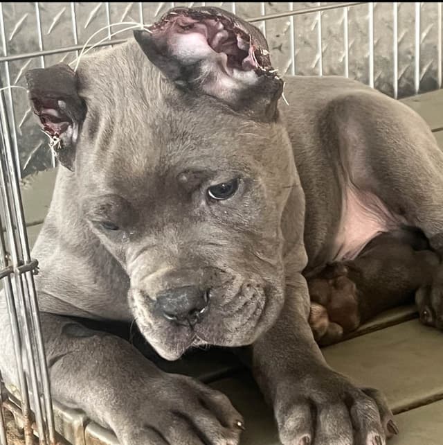 Sire of all time winner in AKC history  Campo’s Petros Zeus media 21