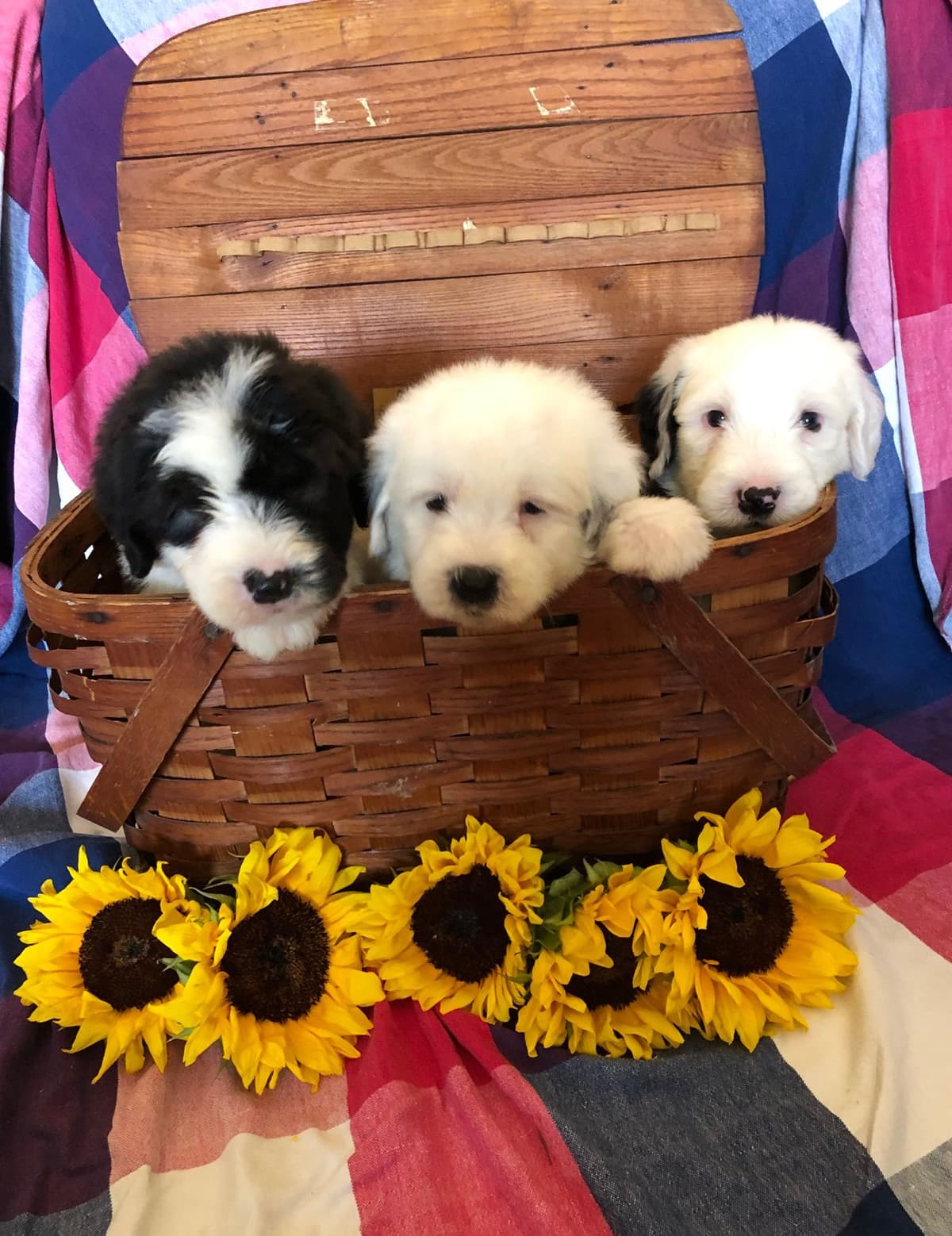 Cavalier King Charles Spaniel Puppies breeder image 3