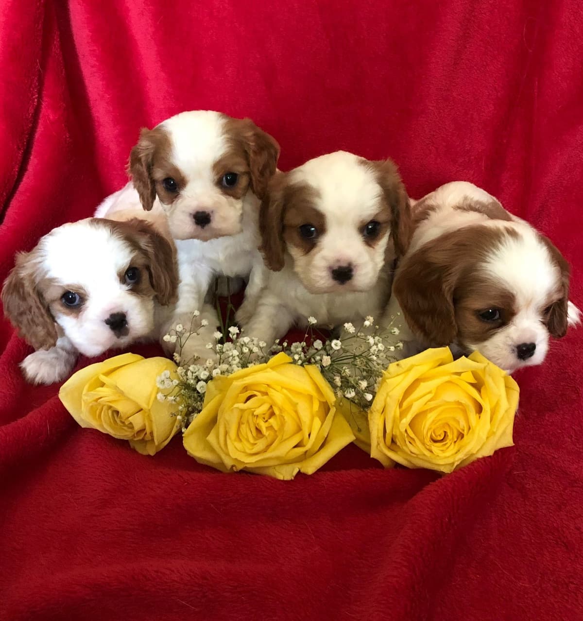 Cavalier King Charles Spaniel Puppies breeder image 1