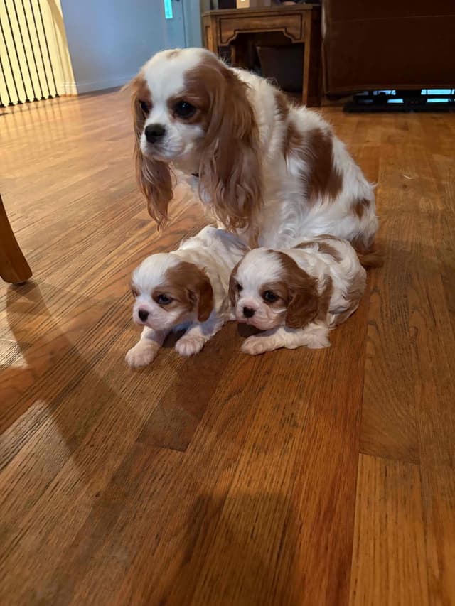 Cavalier King Charles Spaniel Puppies media 2