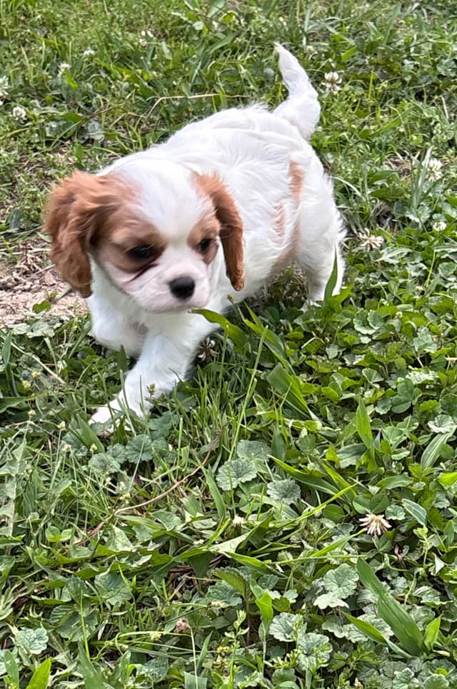 Cavalier King Charles Spaniel Puppies media 4