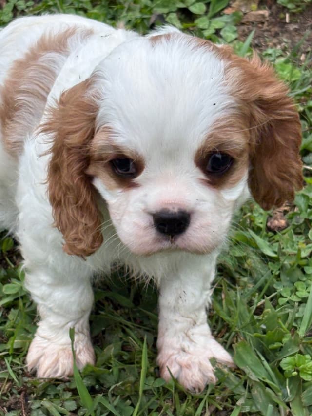 Cavalier King Charles Spaniel Puppies media 5