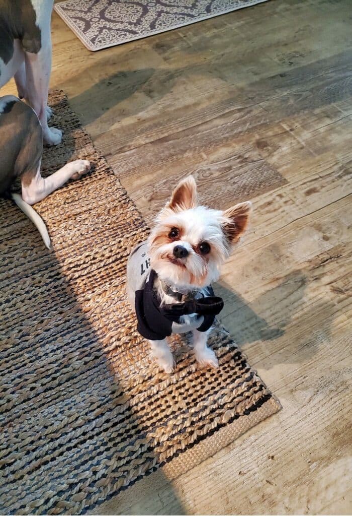 Yorkshire Terrier Puppies breeder image 1