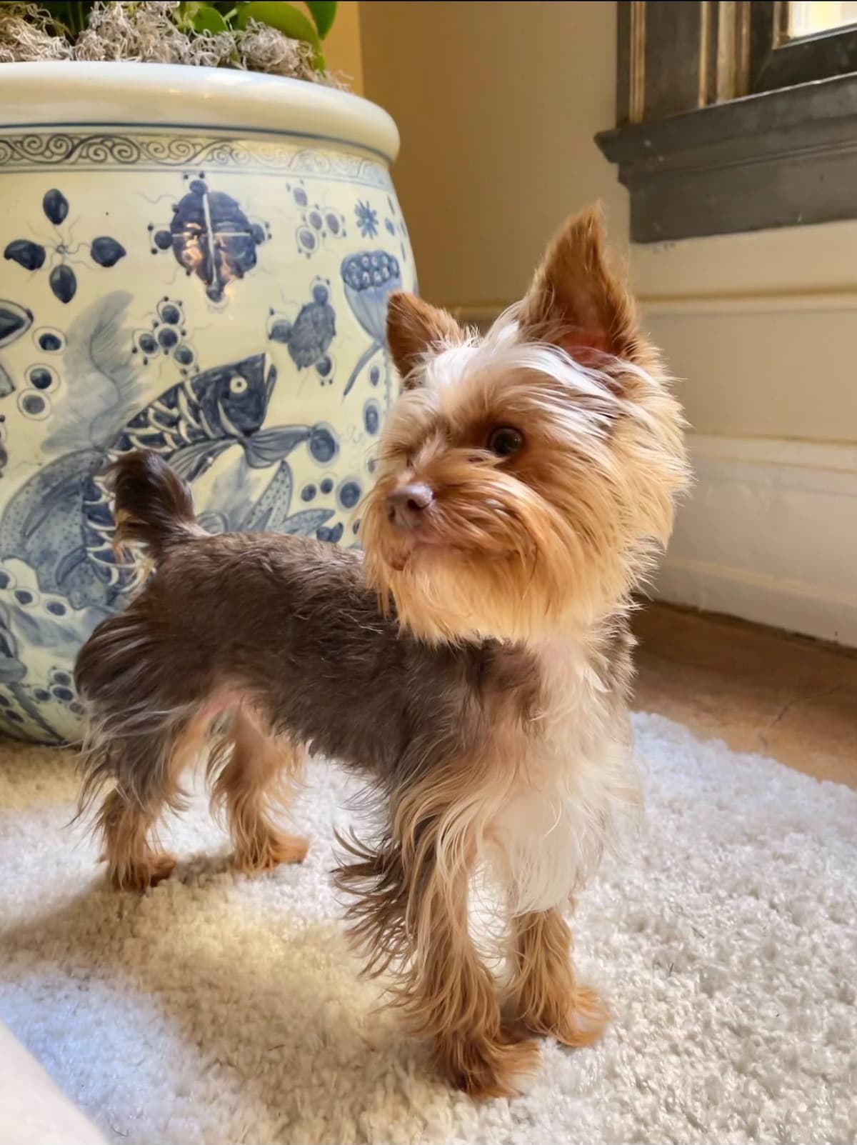 Yorkshire Terrier Puppies breeder image 2