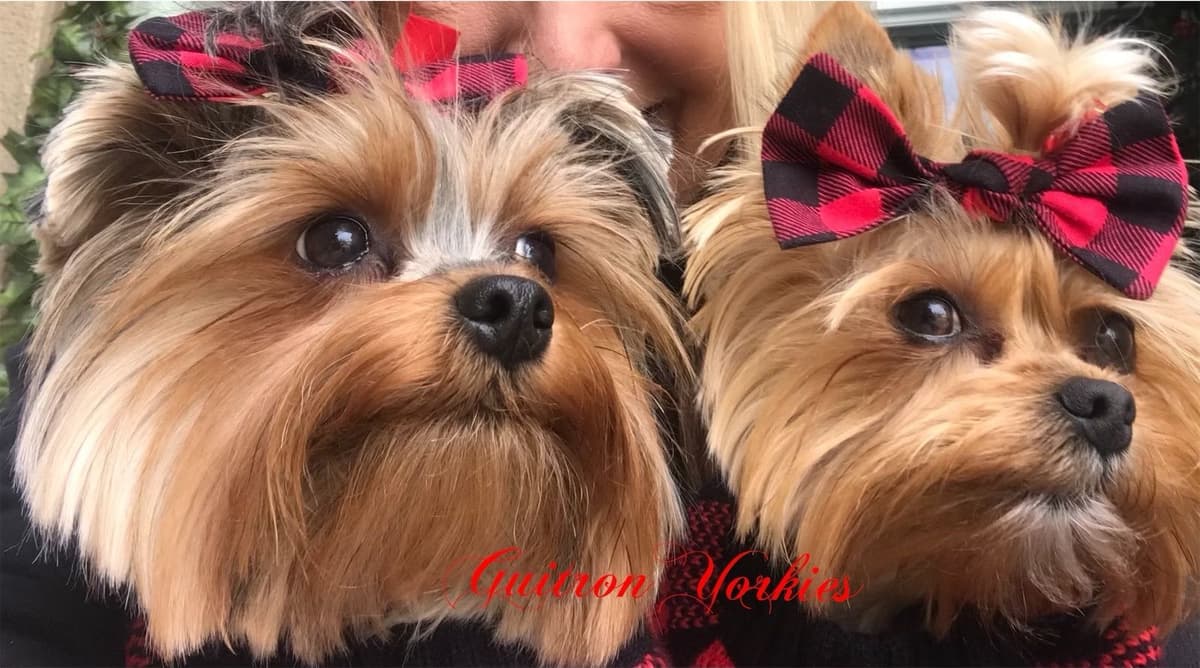 Yorkshire Terrier Puppies breeder image 4