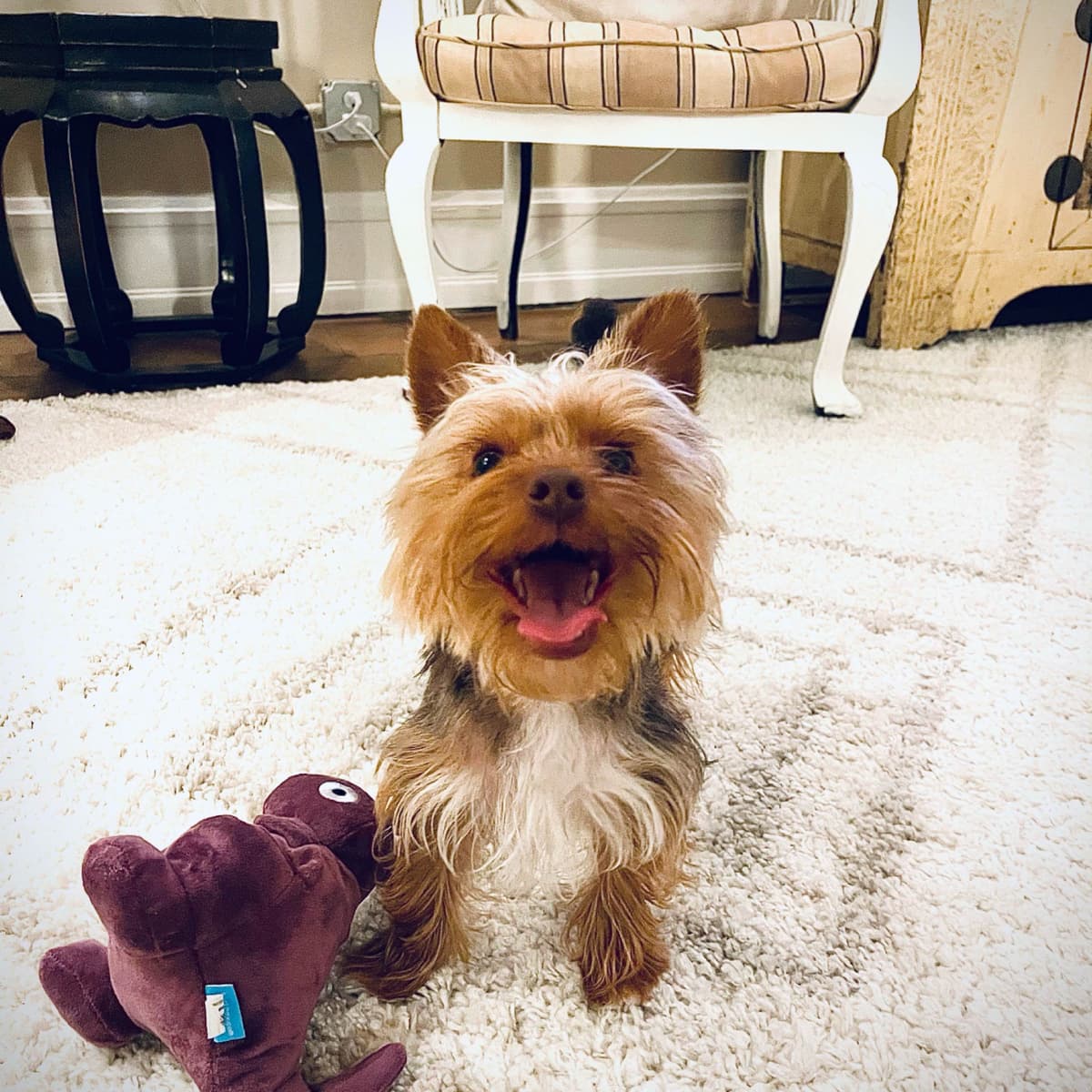 Yorkshire Terrier Puppies breeder image 3