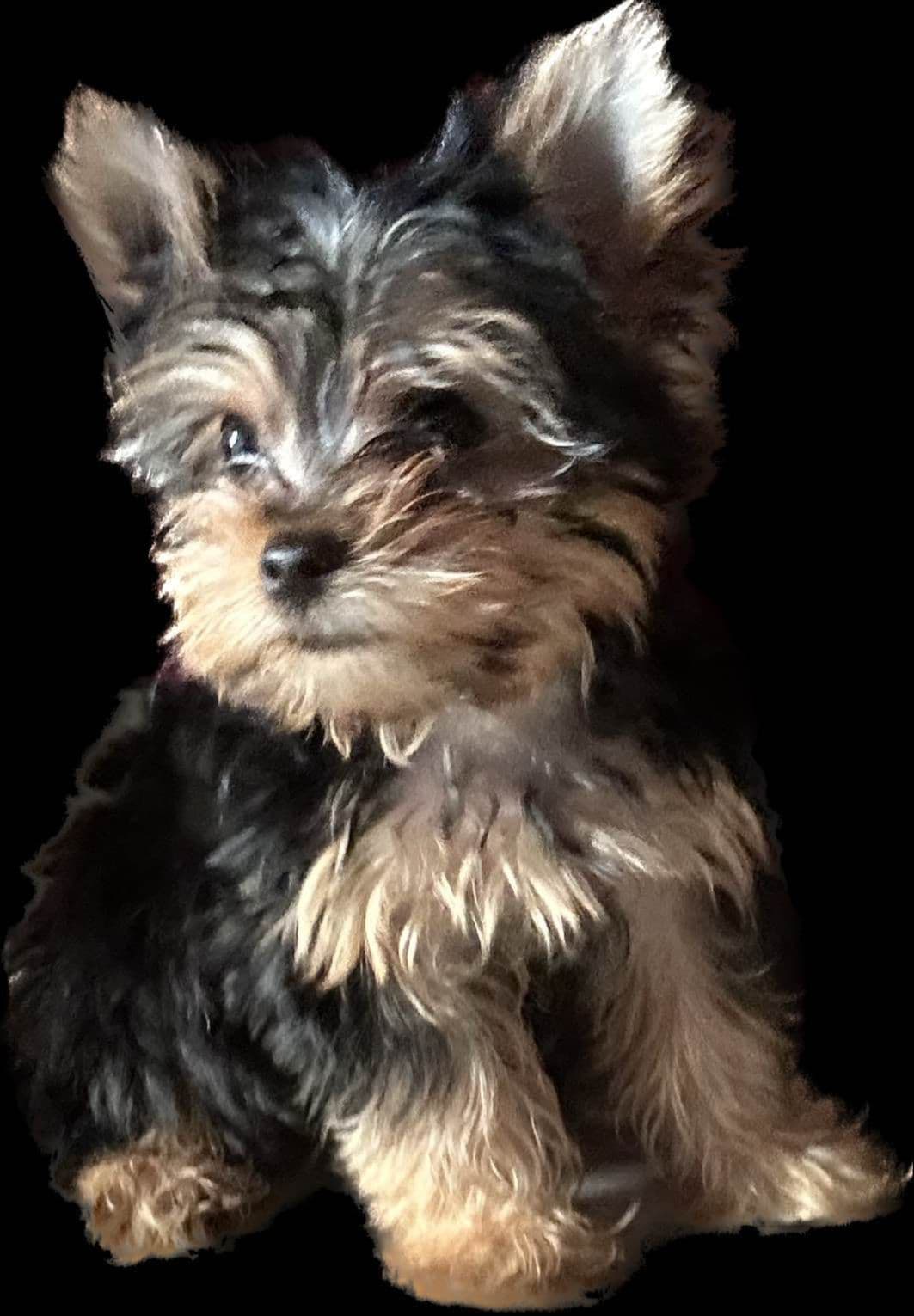 Yorkshire Terrier Puppies breeder image 5