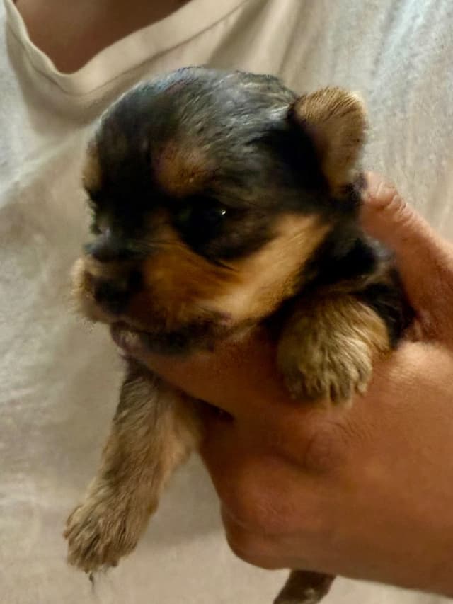 Yorkshire Terrier Puppies media 7