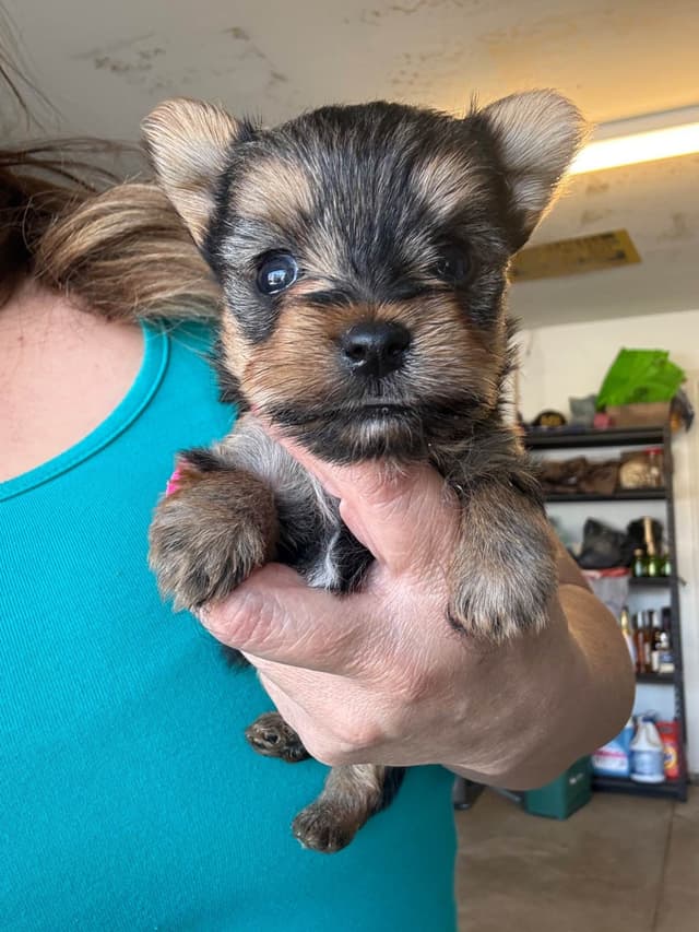 Yorkshire Terrier Puppies media 5