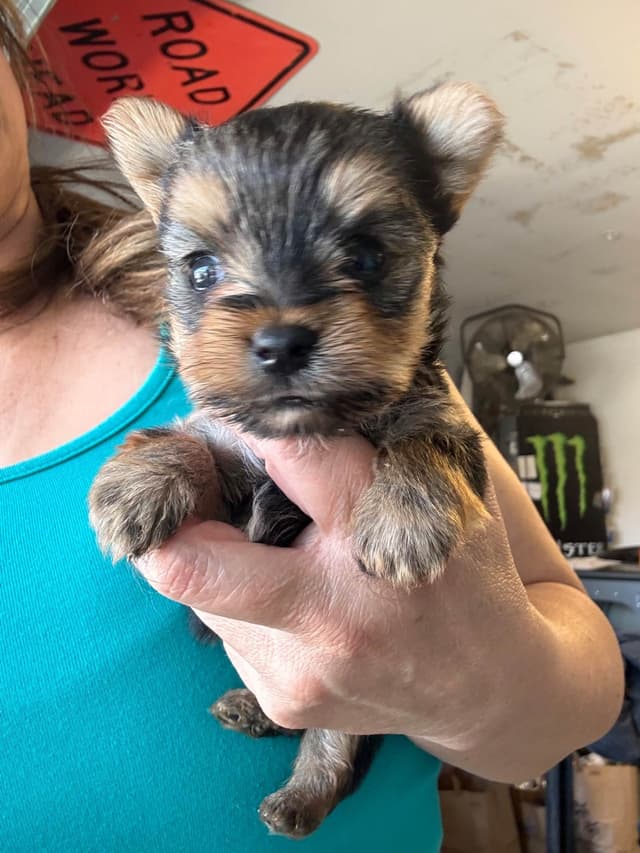 Yorkshire Terrier Puppies media 6