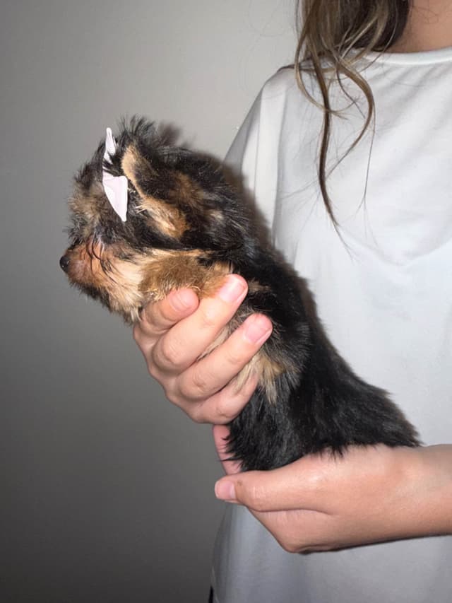 Yorkshire Terrier Puppies media 3