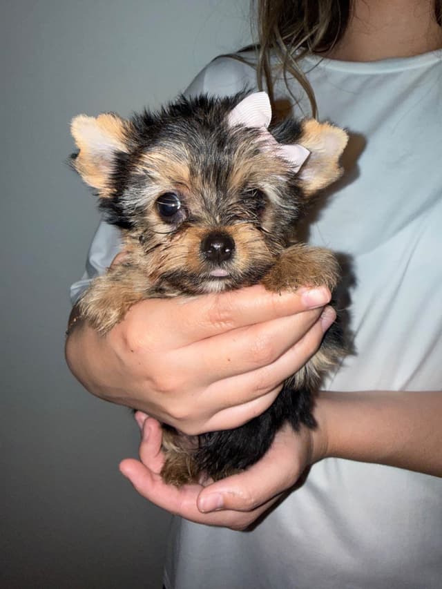 Yorkshire Terrier Puppies media 2