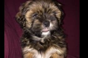 Lhasa Apso Puppies breeder image 6