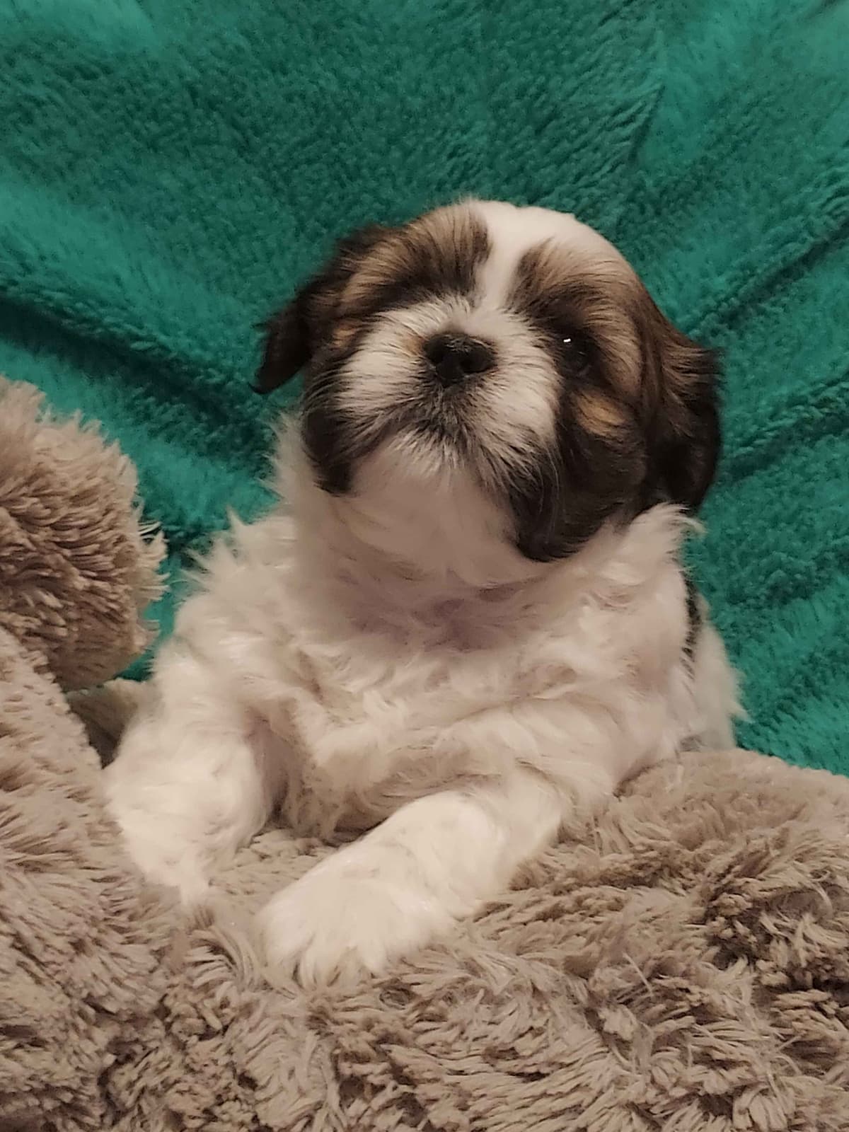Lhasa Apso Puppies breeder image 8