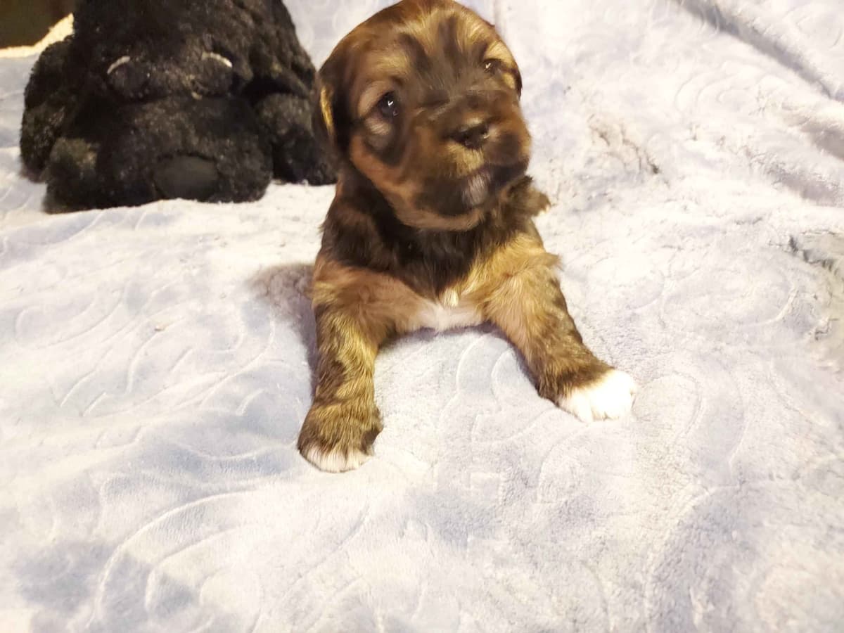 Lhasa Apso Puppies breeder image 7