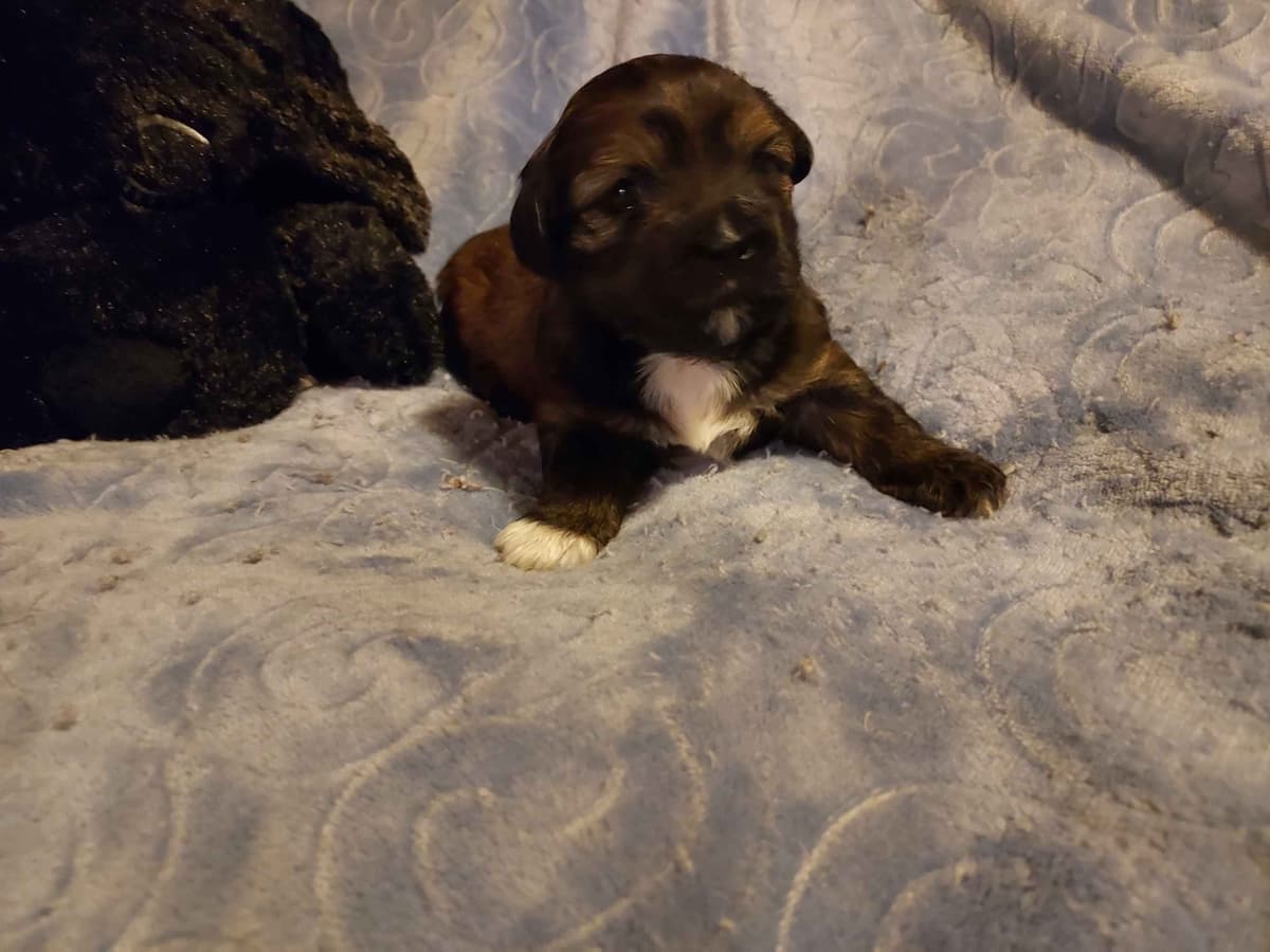 Lhasa Apso Puppies breeder image 9