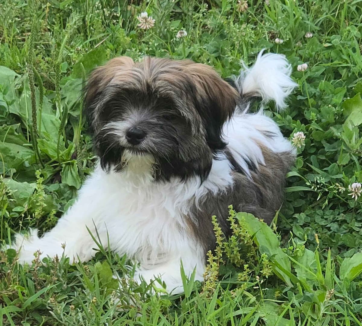 Lhasa Apso Puppies breeder image 5