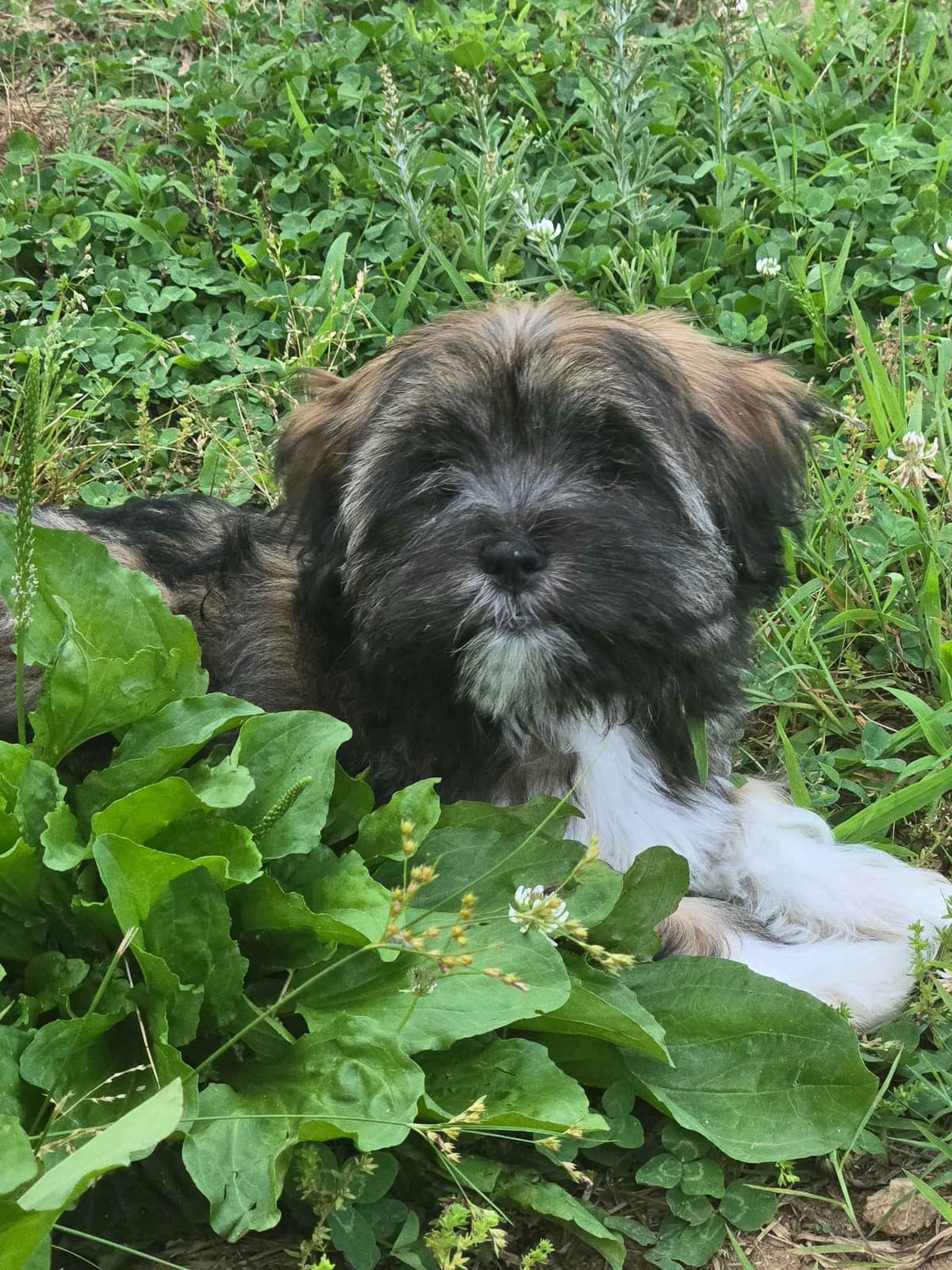 Lhasa Apso Puppies breeder image 4