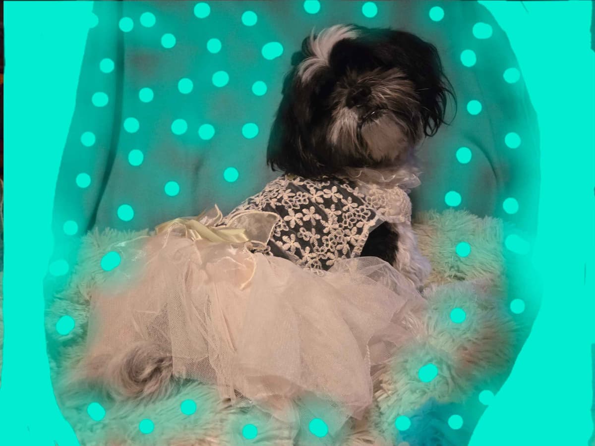 Lhasa Apso Puppies breeder image 1