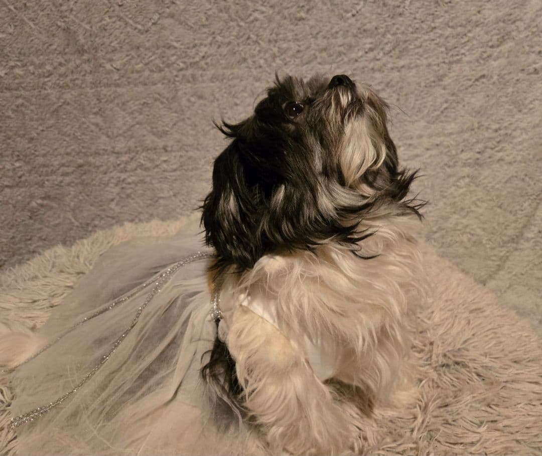 Lhasa Apso Puppies breeder image 3