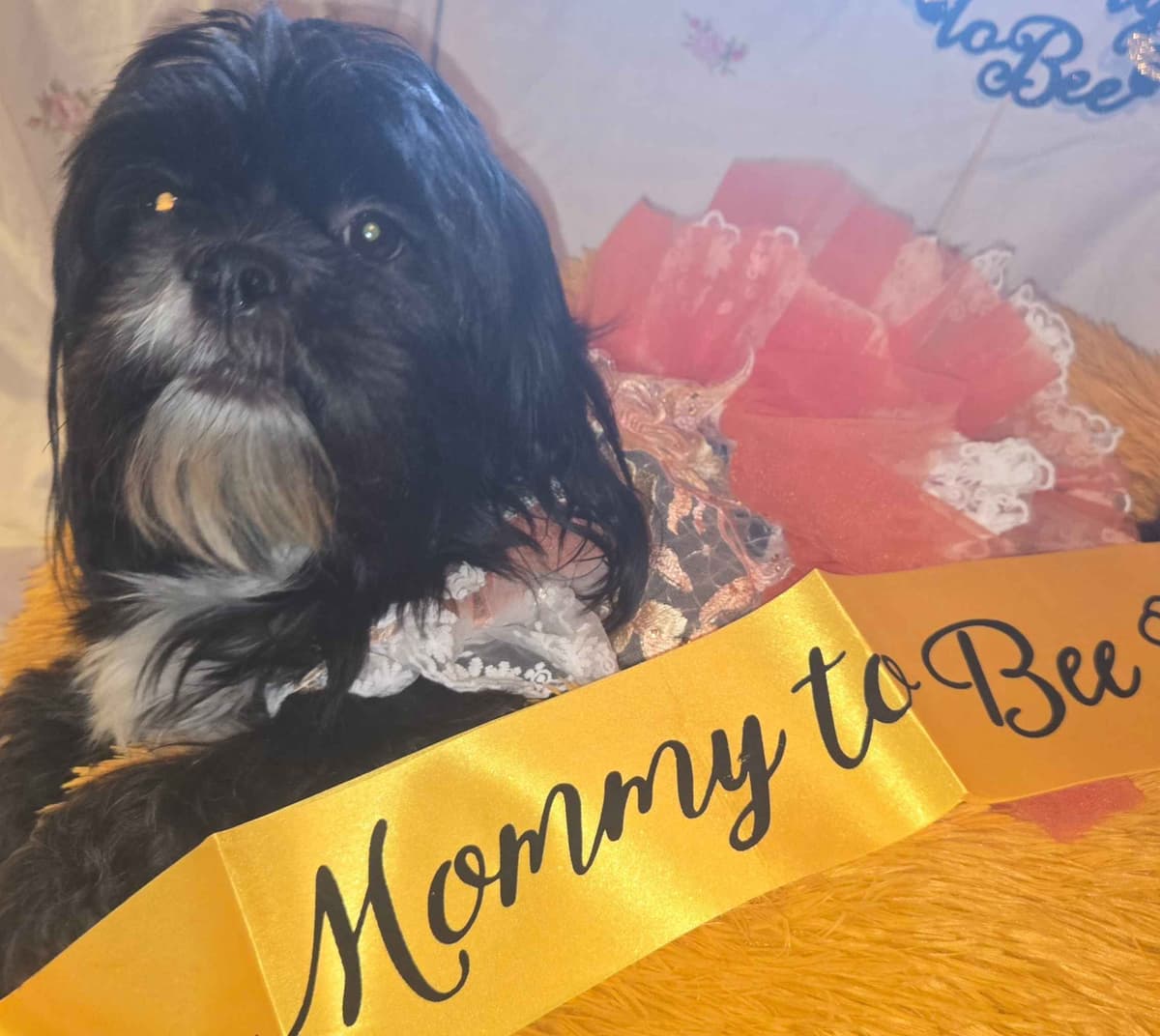 Lhasa Apso Puppies breeder image 2