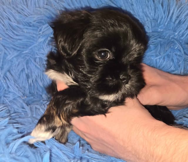 Lhasa Apso Puppies media 5