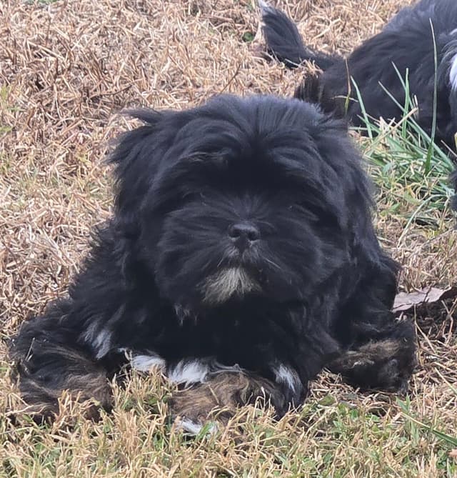 Lhasa Apso Puppies media 4