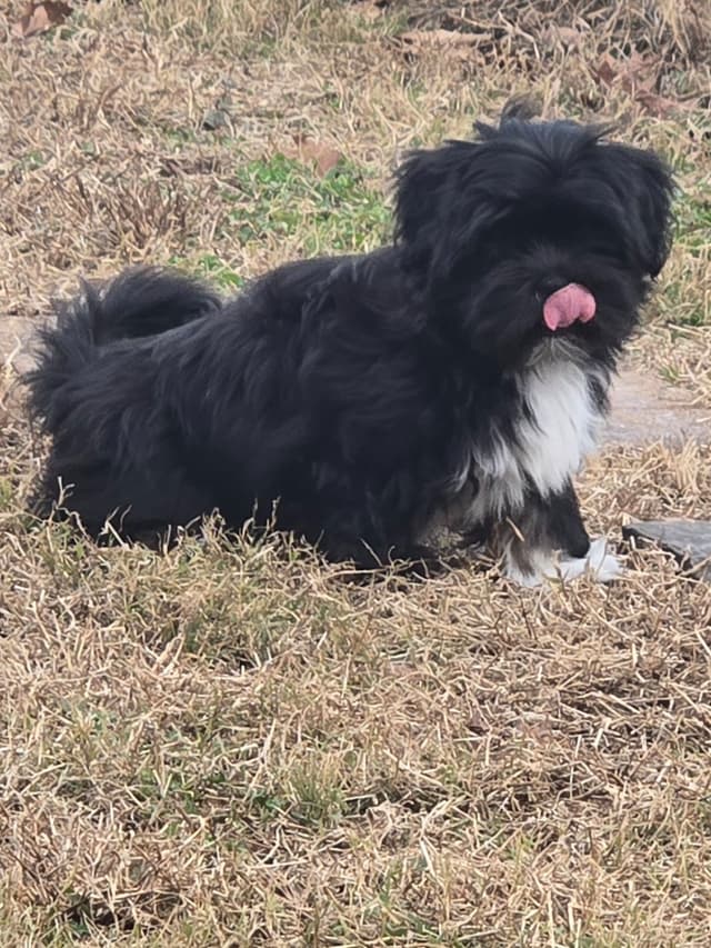 Lhasa Apso Puppies media 3