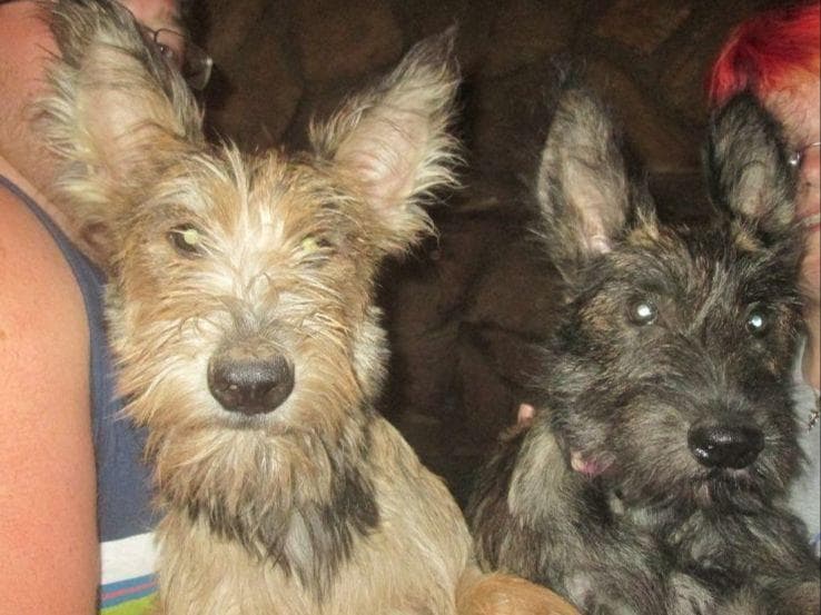 Berger Picard Puppy hold breeder image 7
