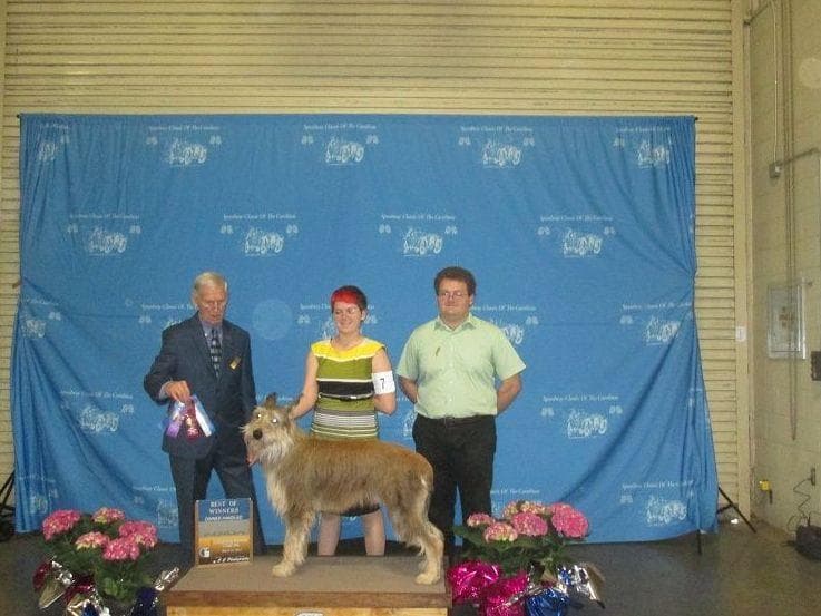 Berger Picard Puppy hold breeder image 8