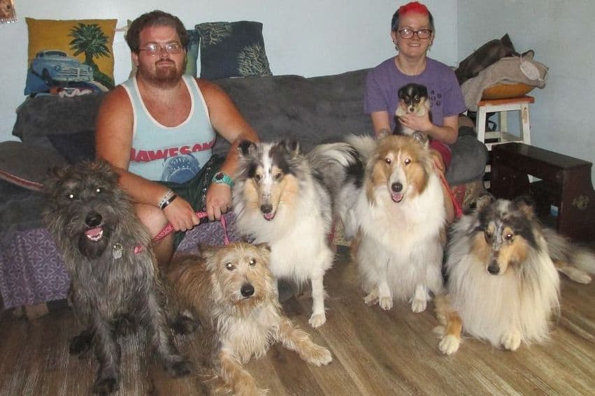 Berger Picard Puppy hold breeder image 1