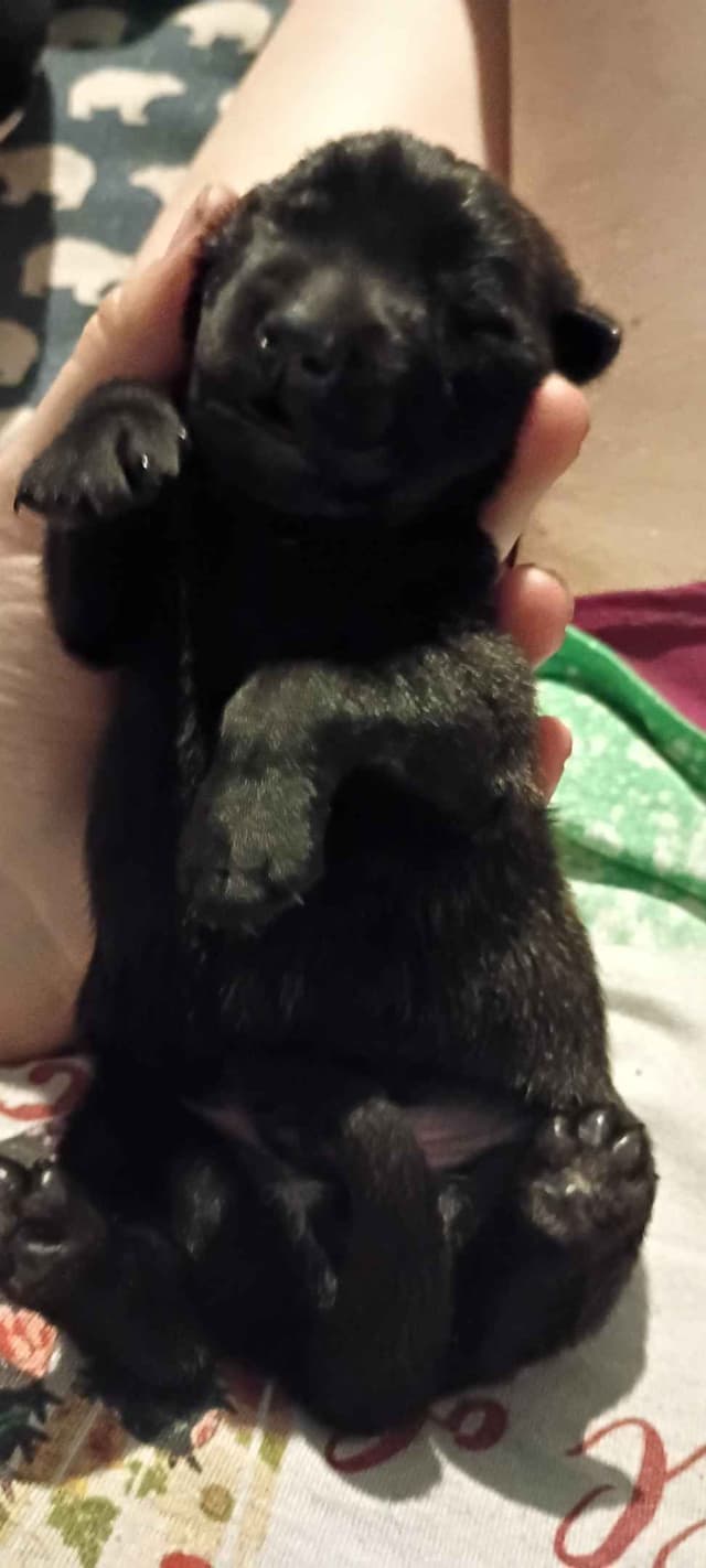 Berger Picard Puppy hold media 2