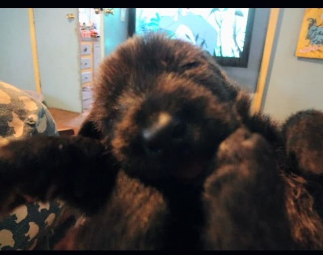 Berger Picard Puppy hold media 5