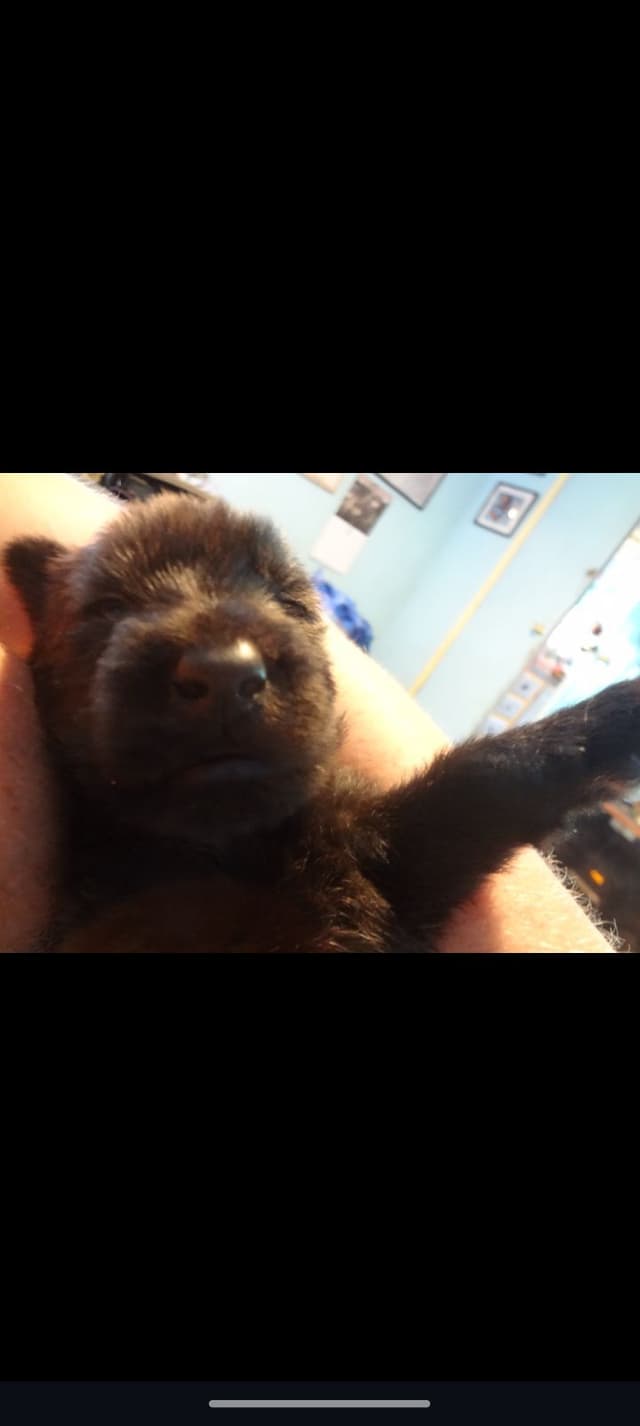 Berger Picard Puppy hold media 6