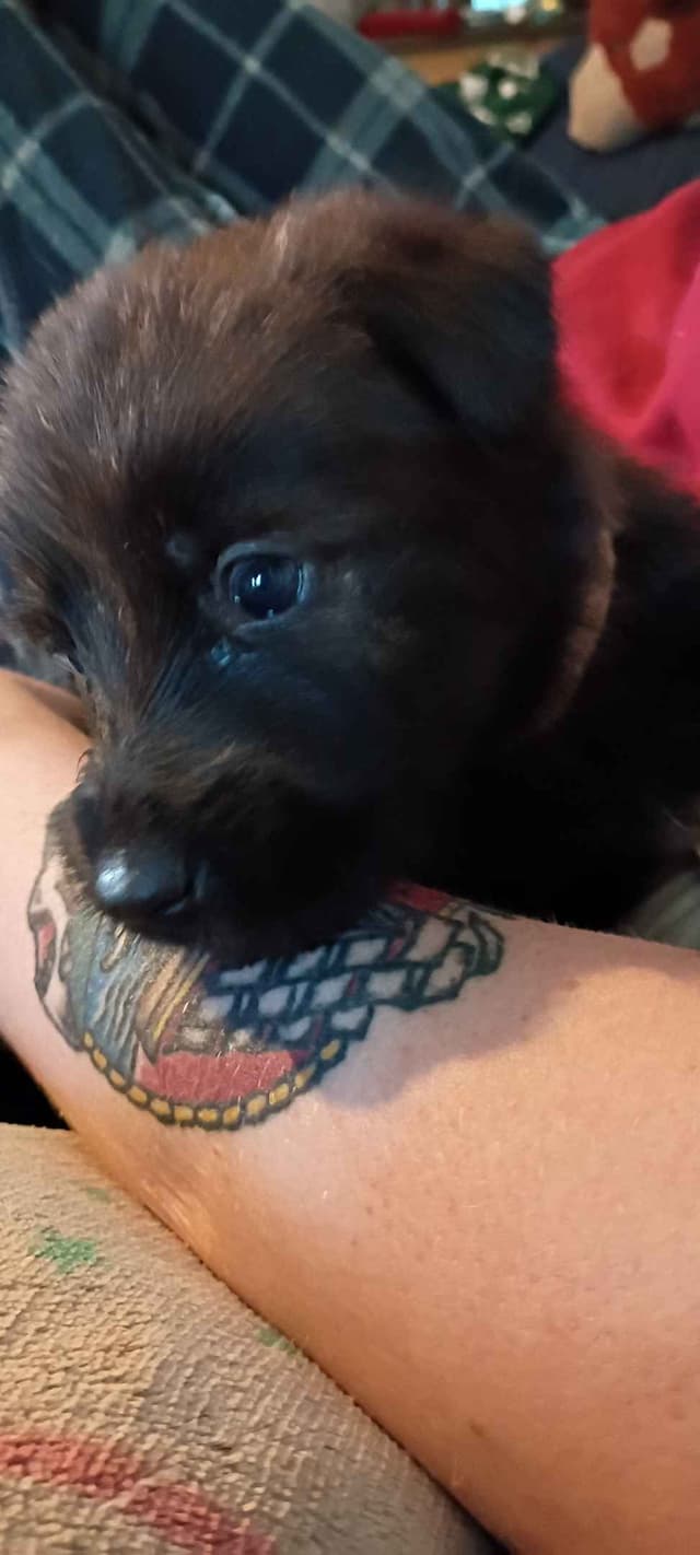 Berger Picard Puppy hold media 7