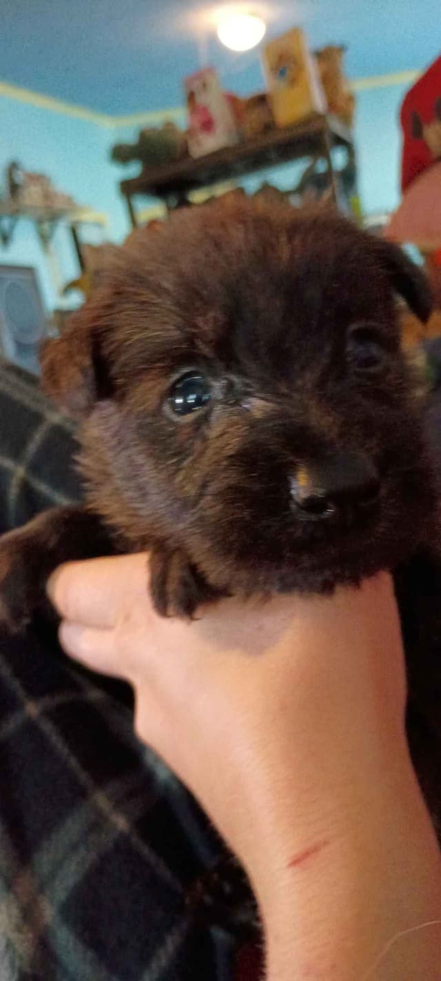 Berger Picard Puppy hold media 8