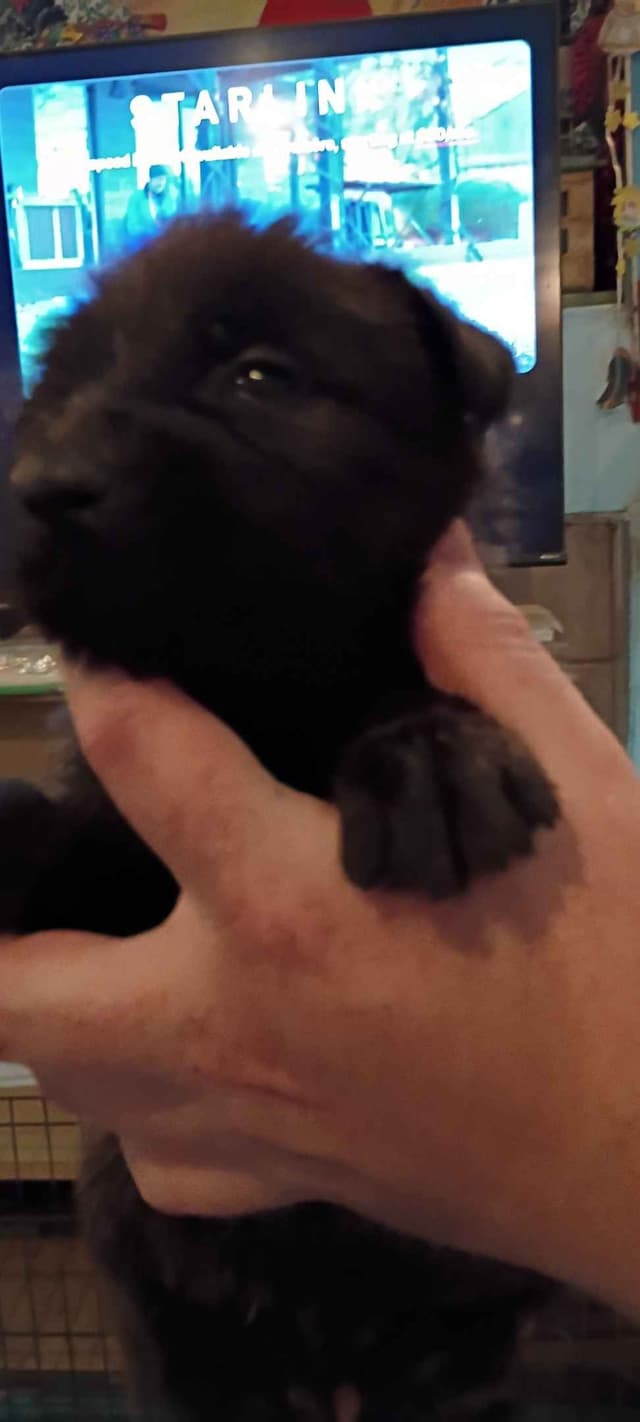 Berger Picard Puppy hold media 10