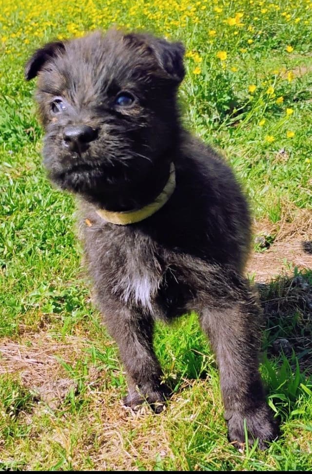 Berger Picard Puppy hold media 12