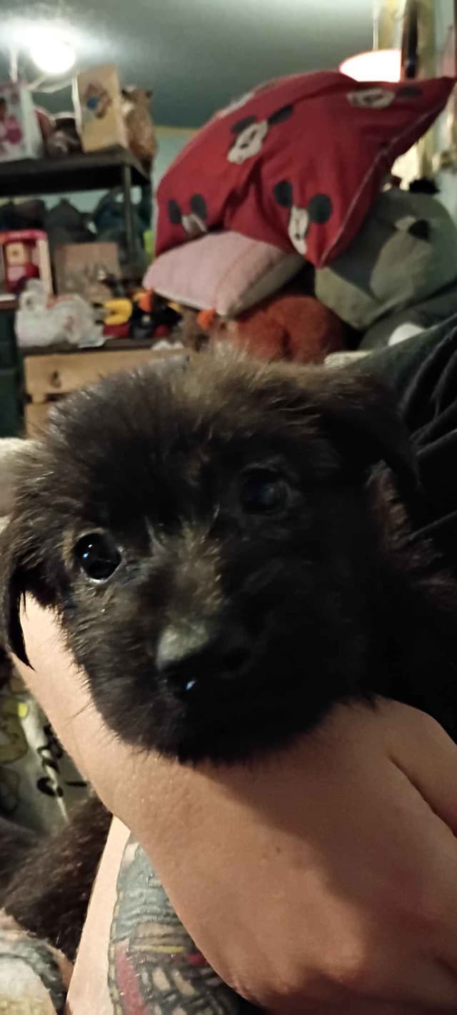 Berger Picard Puppy hold media 13