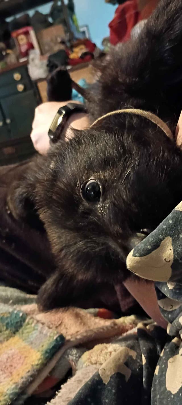 Berger Picard Puppy hold media 16