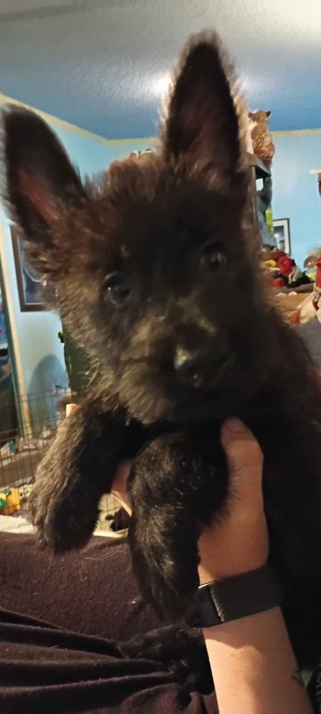 Berger Picard Puppy hold media 17