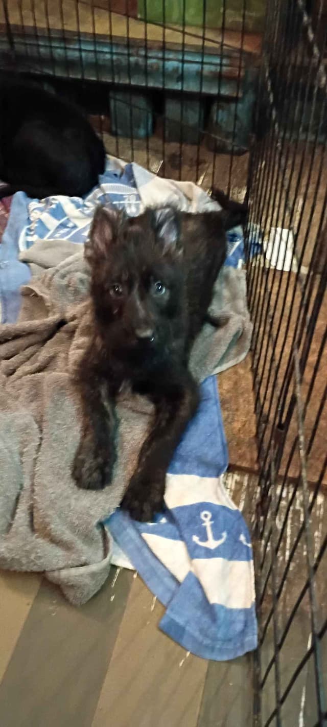 Berger Picard Puppy hold media 19