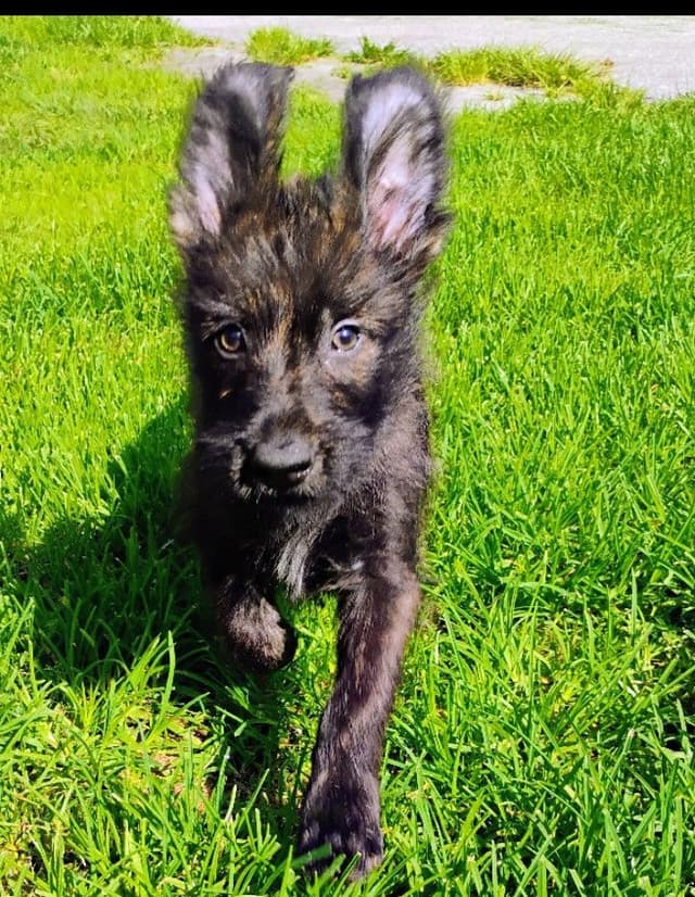 Berger Picard Puppy hold media 20