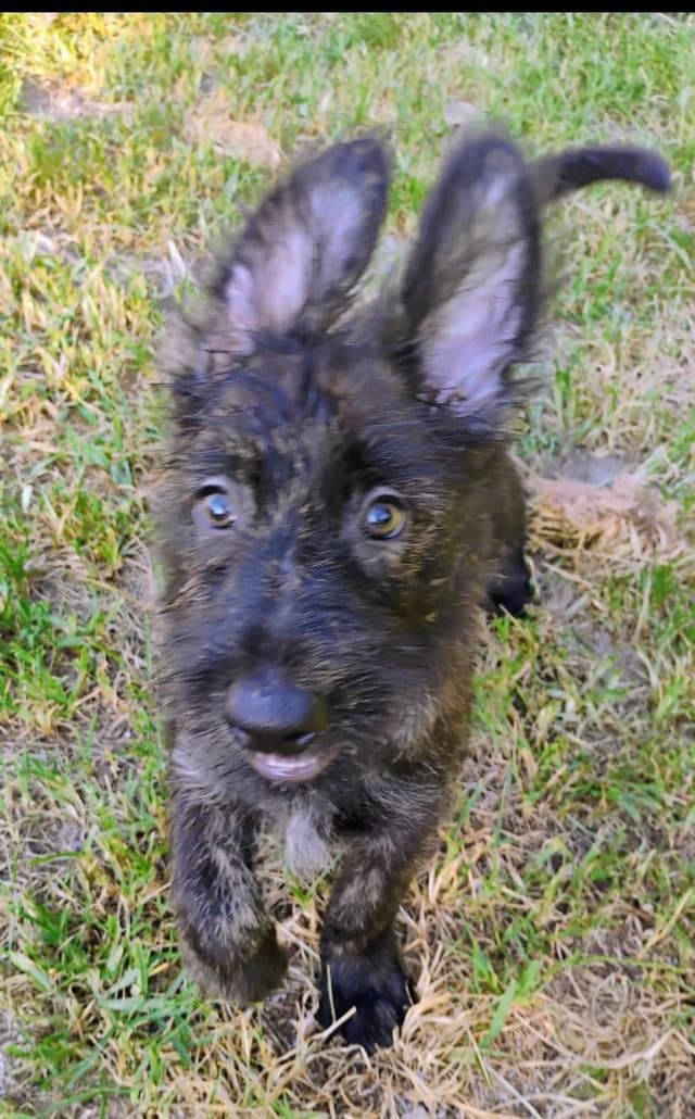 Berger Picard Puppy hold media 21