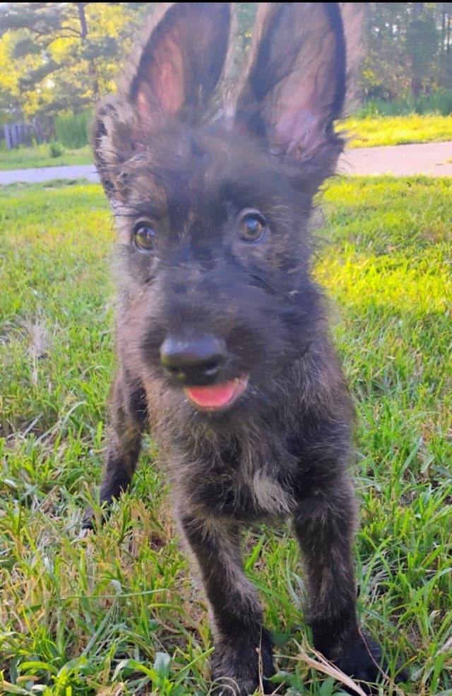 Berger Picard Puppy hold media 22